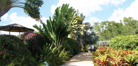 Graeme Hall Nature Sanctuary, Graeme Hall, St. Michael, Barbados Pocket Guide